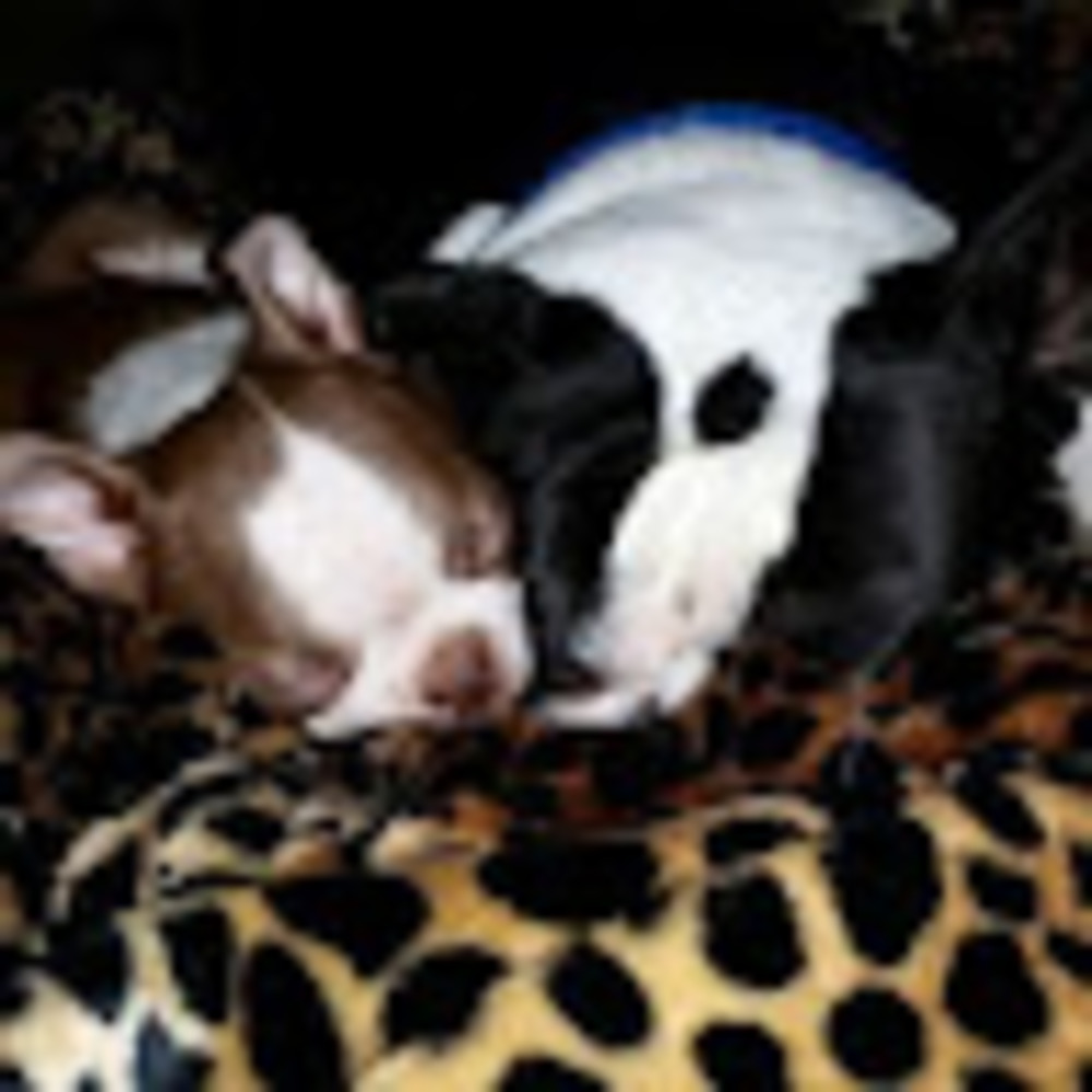 Meet your Posher, Brandy